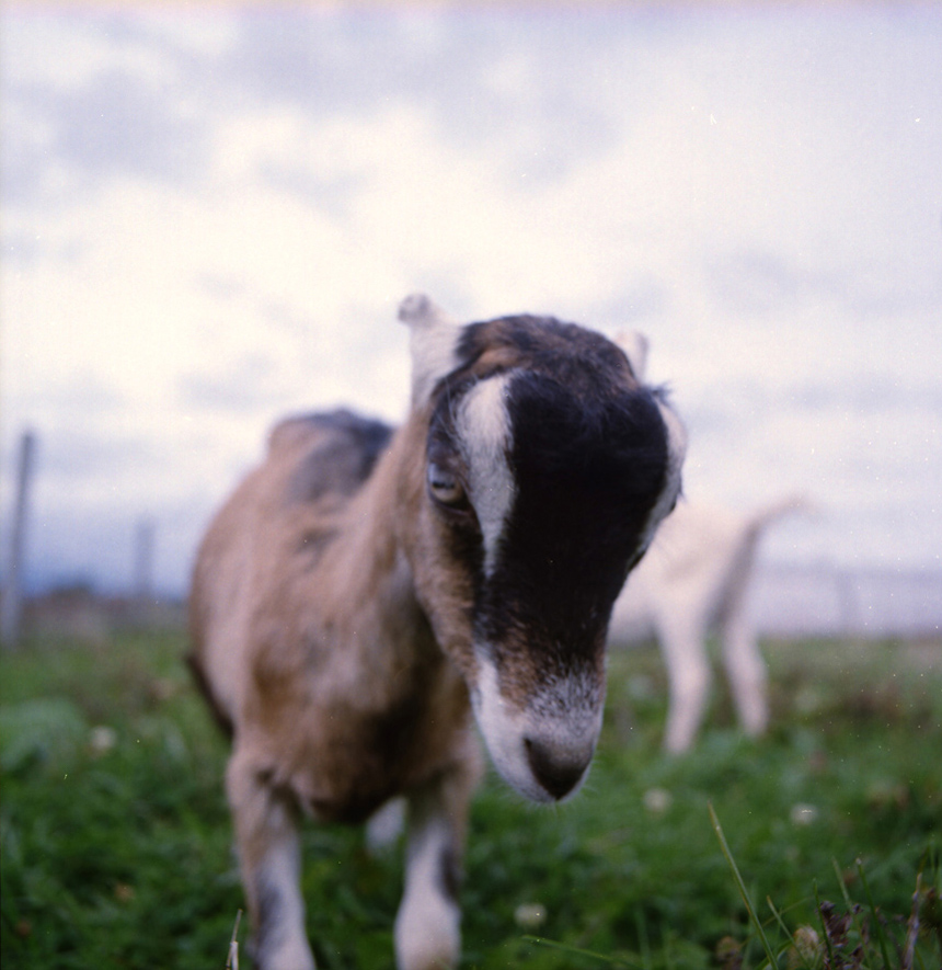 Film photograph of goat grazing